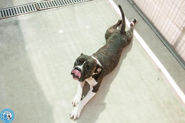 CLONY, mix amstaff giovane e pieno di vita… Foto 8